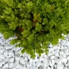 CLASSGARDEN - Galet blanc brillant 12-24 pack de 7 m² - 14 sacs - 280 kg