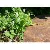 CLASSGARDEN - Pas japonais corten irrégulier - pack de 18 pièces