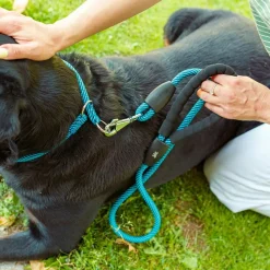 Collier semi-étranglé pour chiens sport extreme cs13/60, longe en nylon robuste, ajustable, marron-noir