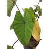 Colocasia - Pot 10L