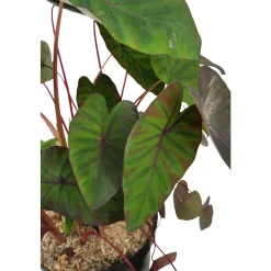Colocasia - Pot 10L