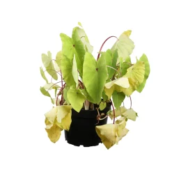 Colocasia - Pot 10L