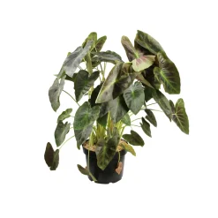 Colocasia - Pot 10L