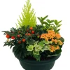 Composition 5 plantes, coloris variables : coupe plastique