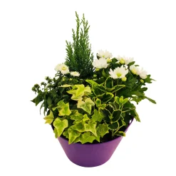 Composition 4 plantes en coupe plastique