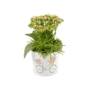 Composition "Merci", 1 plante : pot D.10cm