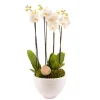 CREATION TRUFFAUT - Composition Phalaenopsis 4 tiges