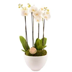 CREATION TRUFFAUT - Composition Phalaenopsis 4 tiges