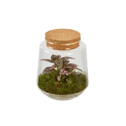 CREATION TRUFFAUT - Composition Hypoestes et Fittonia dans terrarium de D.15cm/H.17cm