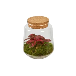 CREATION TRUFFAUT - Composition Hypoestes et Fittonia dans terrarium de D.15cm/H.17cm