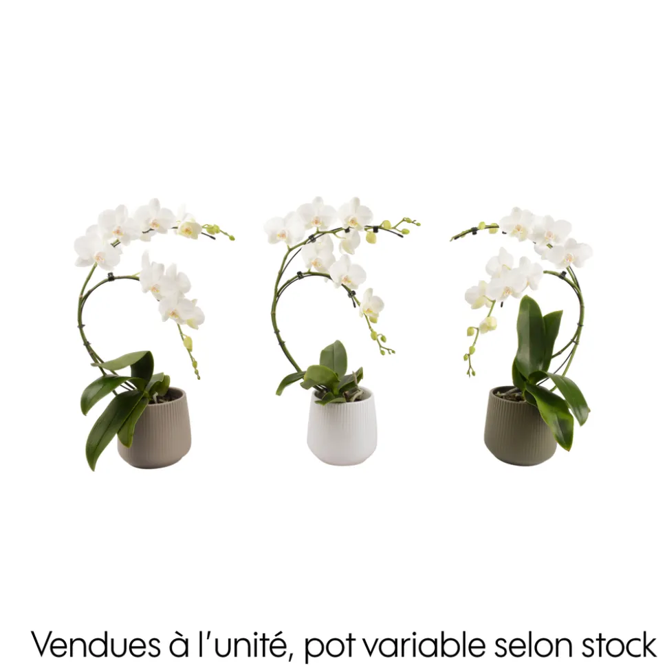 CREATION TRUFFAUT - Orchidée, Phalaenopsis : pot 'floris' D.14cm