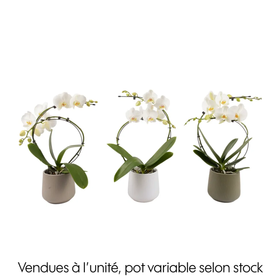 CREATION TRUFFAUT - Orchidée, Phalaenopsis : pot 'floris' D.14cm