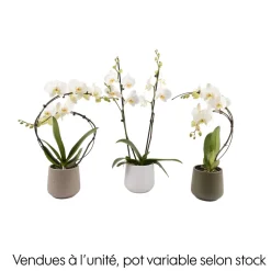 CREATION TRUFFAUT - Orchidée, Phalaenopsis : pot 'floris' D.14cm