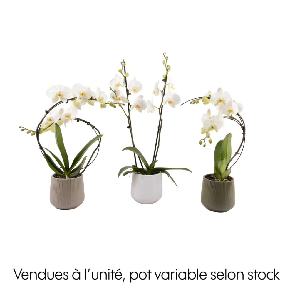 CREATION TRUFFAUT - Orchidée, Phalaenopsis : pot 'floris' D.14cm