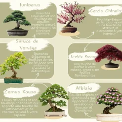 CULTIVEA - Kit prêt à Pousser 6 Bonsaïs avec accessoires - Red Mapple, Chinese Cercis, Albizia, Cornus Kousa, Norway Spruce, Juniperus