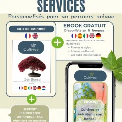 CULTIVEA - Kit prêt à Pousser 6 Bonsaïs avec accessoires - Red Mapple, Chinese Cercis, Albizia, Cornus Kousa, Norway Spruce, Juniperus