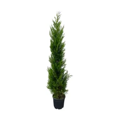 Cupressocyparis leylandii '2001' pot 30L