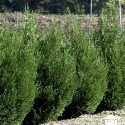 Cupressocyparis leylandii '2001' pot 30L