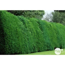 Cupressocyparis Leylandii : H 80/100 cm, pot 4L