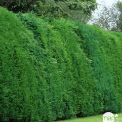 Cupressocyparis Leylandii : H 80/100 cm, pot 4L