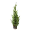 Cupressocyparis leylandii '2001' pot 7L