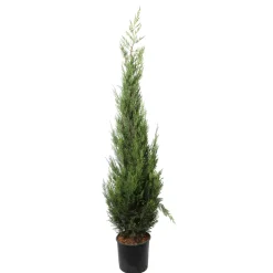 Cupressocyparis Leylandii 2001 : H. 175/200 cm, pot 18L