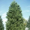 Cupressocyparis leylandii ' Castelwellan Gold' : pompon pot 20L