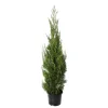 Cupressocyparis leylandii '2001' pot 15L