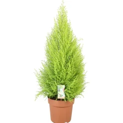Cupressus 'Goldcrest Wilma' - Pot D 33cm