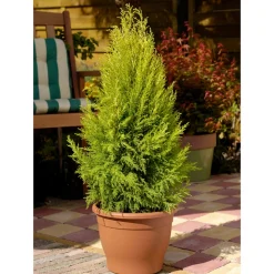 Cupressus 'Goldcrest Wilma' pot 7,5L
