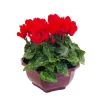 Cyclamen mini en coupe
