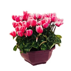 Cyclamen mini en coupe