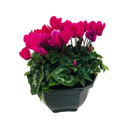 Cyclamen mini en coupe