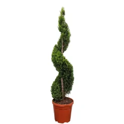 Cyprès de Lambert (Cupressus macrocarpa) 'Goldcrest' - pot 18L