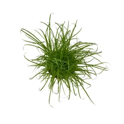 Cypérus - Herbe à chat : plante Ø12cm pot
