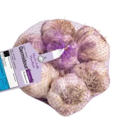 DEBAERE - Germidour violet ail a repiquer 500gr