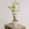 Dendrobium