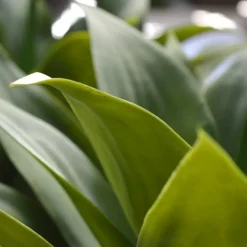 DESIGN PLANTS - Bouquet d' agave artificiel de 70 cm uv