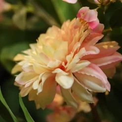 DESIGN PLANTS - Bouquet d'art artisanal pippa london - rose