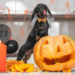 DOWNYPAWS - Collier pour chien d'halloween avec motifs de citrouille, fantôme et chauve - souris xl : 2,5*70cm jaune