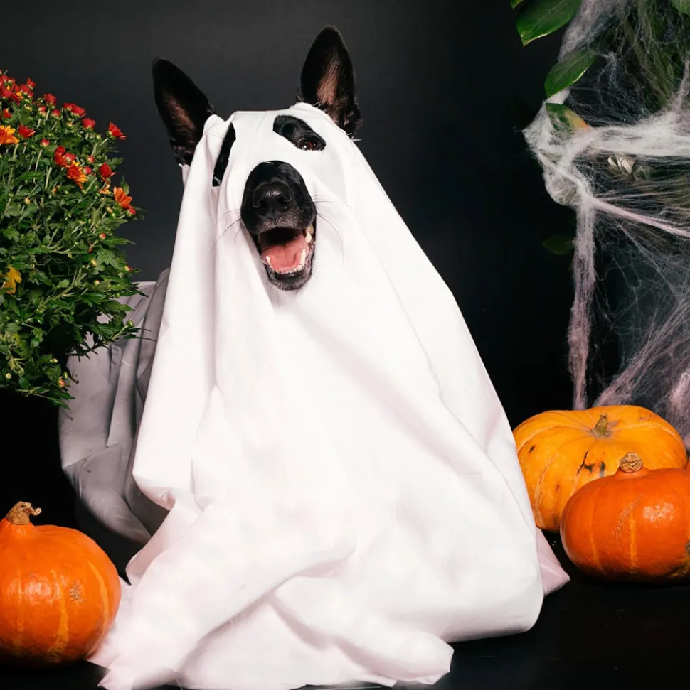 DOWNYPAWS - Déguisement de chien fantôme d'halloween - blanc - 125*72cm - taille grande