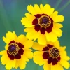 DOWNYPAWS - Graines de chrysanthemum montagnard à deux couleurs (jaune et rouge) 5 paquets