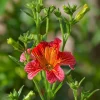 DOWNYPAWS - Graines de fleurs salpiglossis sinuata couleurs mélangées environ 4500 grains * 5 sachets