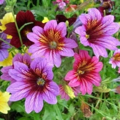 DOWNYPAWS - Graines de fleurs salpiglossis sinuata couleurs mélangées environ 4500 grains * 5 sachets