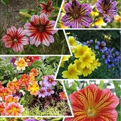 DOWNYPAWS - Graines de fleurs salpiglossis sinuata couleurs mélangées environ 4500 grains * 5 sachets