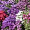 DOWNYPAWS - Graines de fleurs, graines de calendula mixte pour pot, environ 400 graines par paquet, 5 paquets