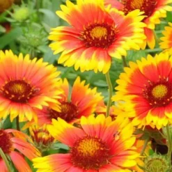 DOWNYPAWS - Graines de fleurs, graines d'gaillardia aristata à deux couleurs environ 220 graines par paquet, 5 paquets