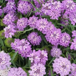 DOWNYPAWS - Graines de fleurs iberis umbellata couleurs mélangées environ 330 grains * 5 sachets