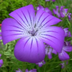 DOWNYPAWS - Graines de fleurs agrostemma githago rose-violet environ 100 grains * 5 sachets