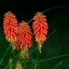 DOWNYPAWS - Graines de fleurs, graines de tritome à fleurs rouge et jaune, environ 320 graines par paquet, 5 paquets